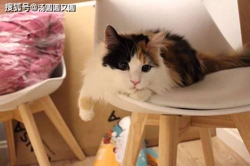 三花猫的两个老公娱乐吃瓜酱,两个老公的娱乐吃瓜日常